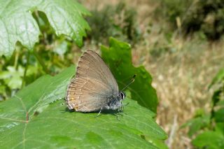 Byk Sevbeni (Satyrium ilicis)