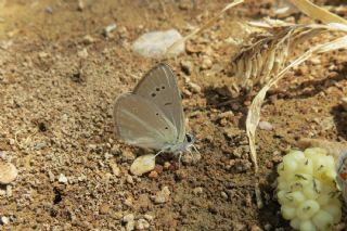 okgzl Lbnan Esmeri (Polyommatus alcestis)