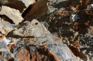 Hametli Pirireis (Satyrus ferulus)