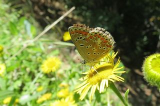 okgzl Esmer (Aricia agestis)