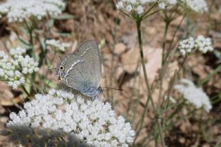 Sevbeni (Satyrium abdominalis)
