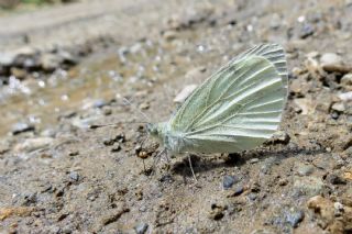 Yalanc Beyazmelek (Pieris pseudorapae)