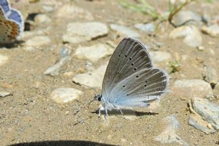 Fransz Everesi (Cupido alcetas)