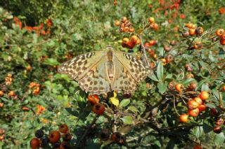 Cengaver&nbsp;(Argynnis&nbsp;paphia)