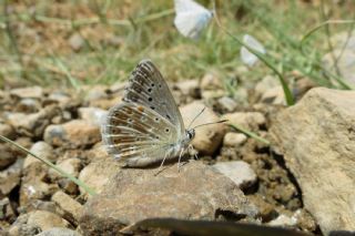 okgzl Anadolu illi Mavisi (Polyommatus ossmar)