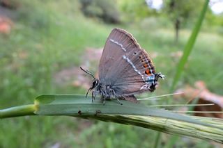 Gzel Sevbeni (Satyrium spini)