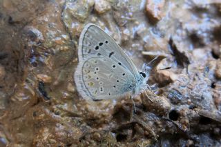 okgzl Kk Turan Mavisi (Polyommatus cornelius)