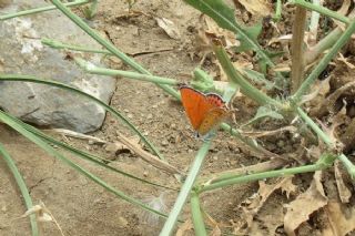 Kk Ate Gzeli (Lycaena thersamon)