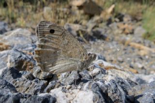 Levantin Yalanccads (Pseudochazara pelopea)