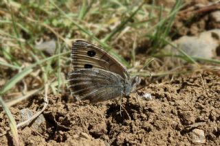 Da Yalanccads (Pseudochazara beroe)