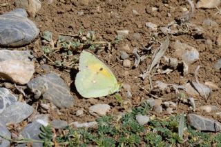 Sar Azamet (Colias croceus)