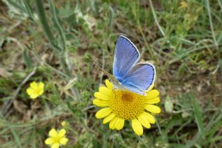 okgzl Meneke Mavisi (Polyommatus thersites)