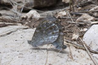 Kk Esmerboncuk (Lasiommata megera)