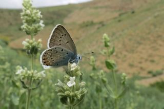 okgzl Amanda (Polyommatus amandus)