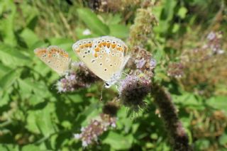 okgzl Meneke Mavisi (Polyommatus thersites)