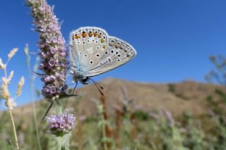 okgzl Mavi (Polyommatus icarus)