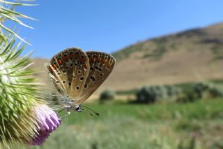 okgzl Mavi (Polyommatus icarus)