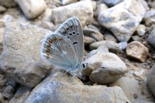 okgzl Turkuvaz Mavisi (Polyommatus dorylas)