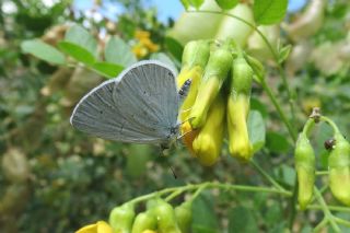 Kutsal Mavi (Celastrina argiolus)