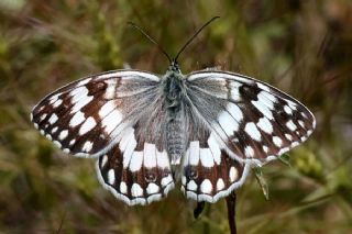 Anadolu Melikesi&nbsp;(Melanargia&nbsp;larissa)