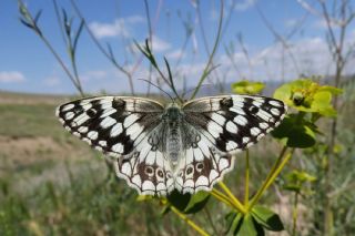 Anadolu Melikesi (Melanargia larissa)