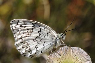 Anadolu Melikesi&nbsp;(Melanargia&nbsp;larissa)