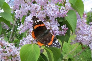 Atalanta (Vanessa atalanta)