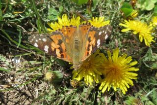 Diken Kelebei (Vanessa cardui)