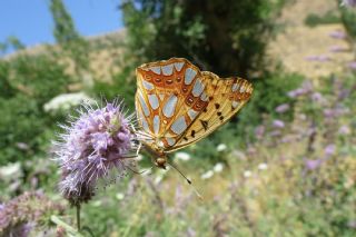 spanyol Kraliesi (Issoria lathonia)