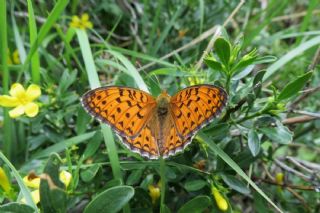 Niyobe (Fabriciana niobe)