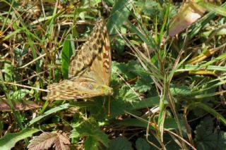 Cengaver (Argynnis paphia)