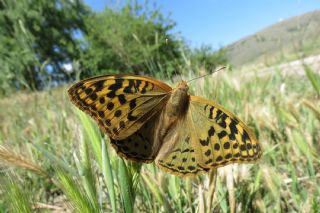 Bahadr (Argynnis pandora)