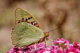 Bahad�r&nbsp;(Argynnis&nbsp;pandora)