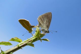 okgzl Anadolu Beyaz (Polyommatus menalcas)