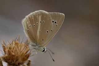�okg�zl� Anadolu Beyaz�&nbsp;(Polyommatus&nbsp;menalcas)
