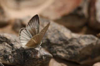 �okg�zl� Anadolu Beyaz�&nbsp;(Polyommatus&nbsp;menalcas)