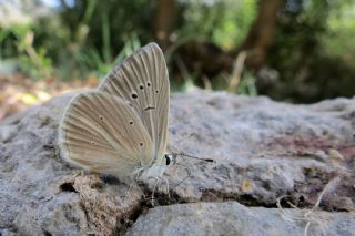 okgzl Anadolu Beyaz (Polyommatus menalcas)