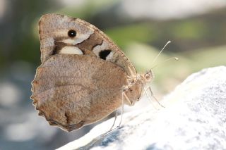 Cad�&nbsp;(Chazara&nbsp;briseis)