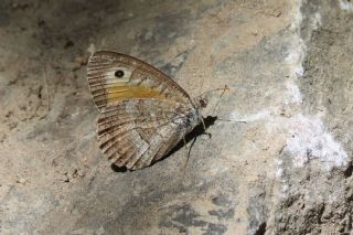 Seyit (Arethusana arethusa)