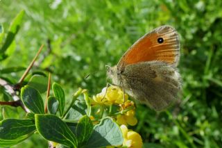 Kk Zpzp Perisi (Coenonympha pamphilus)