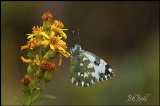 Yeni Beneklimelek (Pontia edusa)