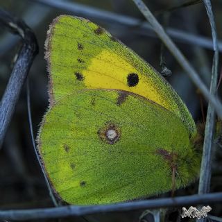 Sar Azamet (Colias croceus)