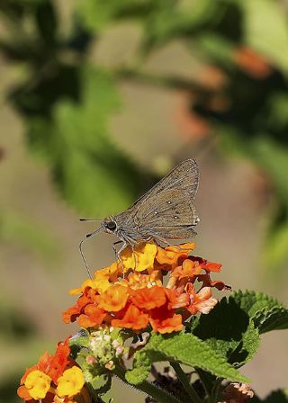 Beyaz illi Kara Zpzp (Pelopidas  thrax)