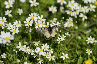 Yalanc Apollo (Archon apollinus)