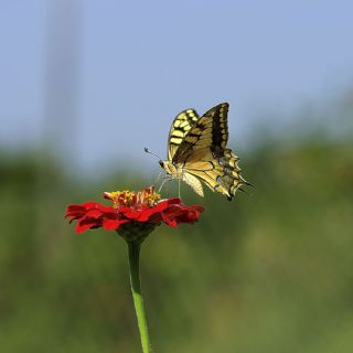 Krlangkuyruk (Papilio machaon)