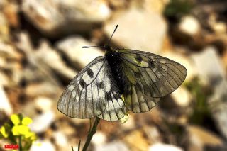 Dumanl Apollo (Parnassius mnemosyne)