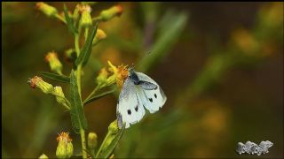 Kk Beyazmelek (Pieris rapae)