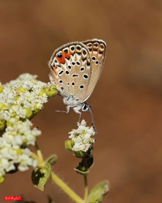 okgzl Gm Mavi (Albulina loewii)