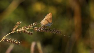 Lampides (Lampides boeticus)