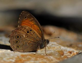 Aa Esmeri (Kirinia roxelana)